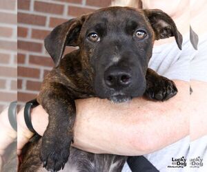 Orzo - Male Dachshund-Pointer Mix Dog for Adoption - Photo #4