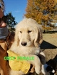Small Photo #10 Goldendoodle Puppy For Sale in CLARKSVILLE, TX, USA