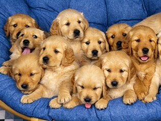 View Ad Golden Retriever Litter Of Puppies For Sale Near Nebraska