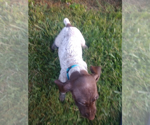 Medium Photo #20 German Shorthaired Pointer Puppy For Sale in COSHOCTON, OH, USA