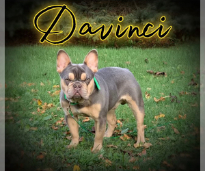 Father of the French Bulldog puppies born on 01/04/2025