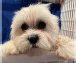 Small Photo #1 Shih Tzu Puppy For Sale in PINK HILL, NC, USA