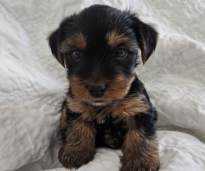 Yorkshire Terrier Puppy for sale in CASA GRANDE, AZ, USA