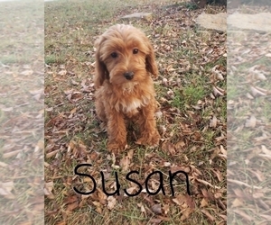 Cavapoo Puppy for sale in CLARKRANGE, TN, USA