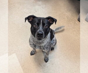 Mutt Dogs for adoption in La Porte, IN, USA