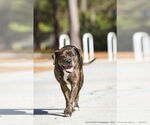 Small #3 Mutt