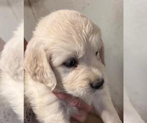 Golden Retriever Puppy for sale in SCOTTSDALE, AZ, USA