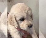 Image preview for Ad Listing. Nickname: Holly