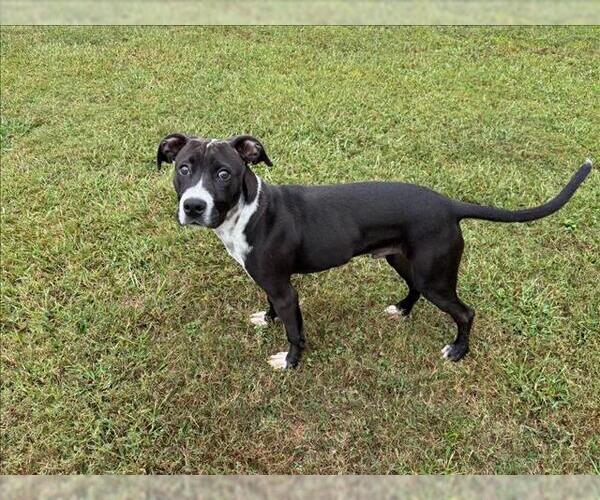 Medium Photo #2 American Pit Bull Terrier-Unknown Mix Puppy For Sale in Grovetown, GA, USA