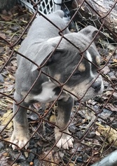 Olde English Bulldogge Puppy for sale in BEEBE, AR, USA
