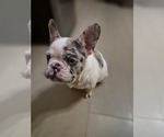 Small French Bulldog