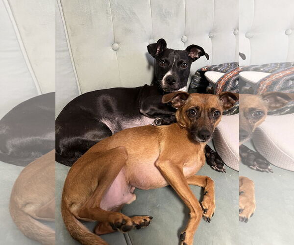 Medium Photo #2 Chihuahua-Unknown Mix Puppy For Sale in Boonton, NJ, USA