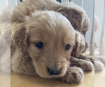 Small Photo #1 Golden Retriever Puppy For Sale in WEST ALEXANDRIA, OH, USA