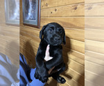 Puppy Black Puppy 4 Labrador Retriever