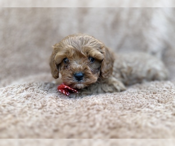 Medium Photo #10 Cavapoo (Miniature) Puppy For Sale in LAKELAND, FL, USA