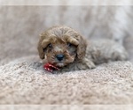 Small #9 Cavapoo (Miniature)