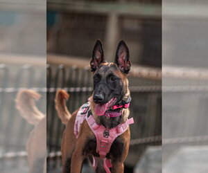 Mutt Dogs for adoption in Sandy, UT, USA