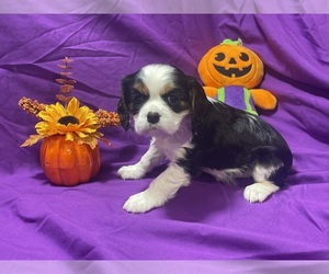 Cavalier King Charles Spaniel Puppy for sale in Airdrie, Alberta, Canada