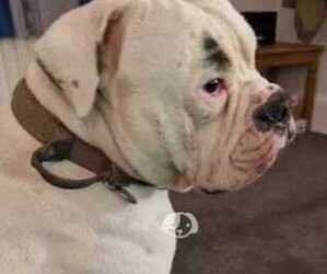 American Bulldog Puppy for Sale in Chatham, Kent (England) United Kingdom