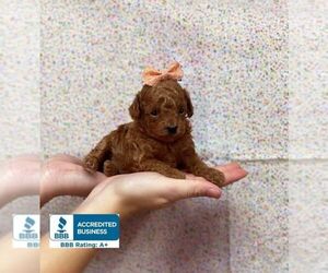 Poodle (Toy) Puppy for sale in WINNSBORO, LA, USA