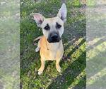 Small #1 Black Mouth Cur