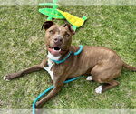 Small #10 American Pit Bull Terrier Mix