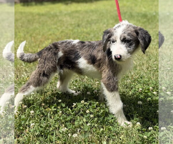 Medium Photo #3 Mutt Puppy For Sale in Yardley, PA, USA