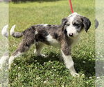 Small #2 Mutt