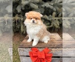 Small #1 Pomeranian