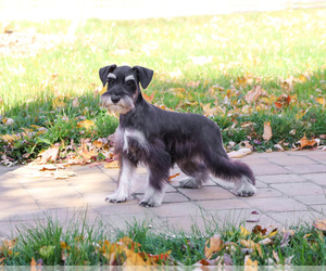 Schnauzer (Miniature) Puppy for sale in SYRACUSE, IN, USA