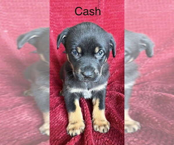Medium Photo #2 Labrador Retriever-Unknown Mix Puppy For Sale in Aurora, IN, USA