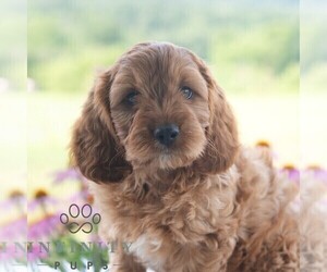 Cavapoo (Miniature) Puppy for sale in PAXINOS, PA, USA