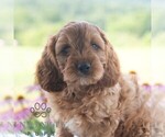 Image preview for Ad Listing. Nickname: Benji
