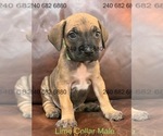 Puppy Lime Collar M Cane Corso