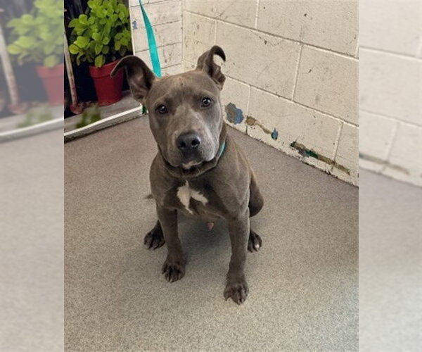 Medium Photo #1 Mutt Puppy For Sale in San Bernardino, CA, USA