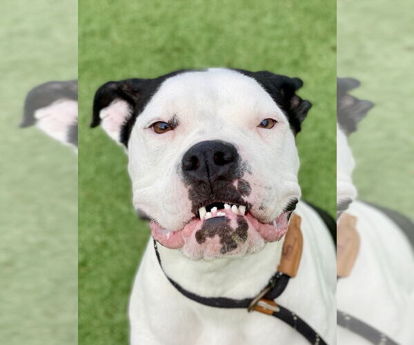 Medium Photo #8 Boxer Puppy For Sale in Austin, TX, USA