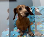 Small Dachshund