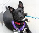 Small #10 Labrador Retriever Mix
