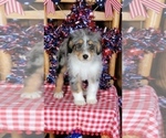 Small Photo #27 Bernedoodle (Miniature) Puppy For Sale in BLACK FOREST, CO, USA