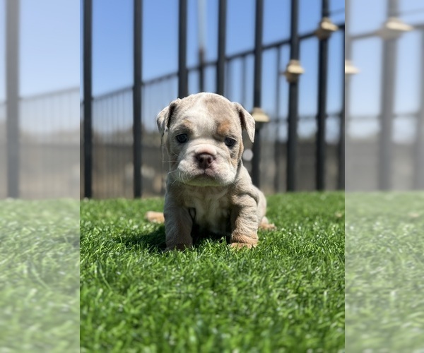 Medium Photo #7 English Bulldog Puppy For Sale in VIRGINIA BEACH, VA, USA