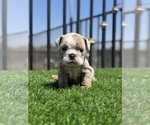 Small #6 English Bulldog