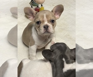 Faux Frenchbo Bulldog Puppy for sale in AIKEN, SC, USA