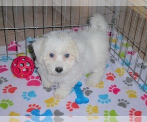 Bichon Frise Puppy for sale in ORO VALLEY, AZ, USA