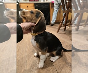Beagle Puppy for sale in APPOMATTOX, VA, USA