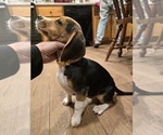 Small Beagle