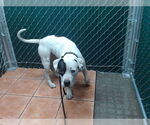 Small American Pit Bull Terrier
