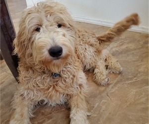Goldendoodle Puppy for sale in RIO RANCHO, NM, USA