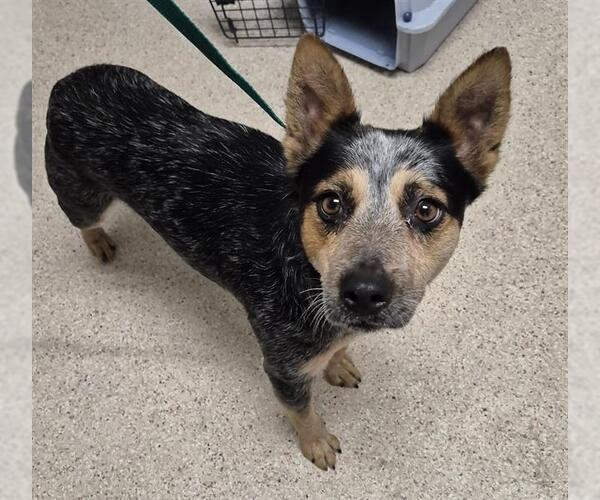 Medium Photo #1 Texas Heeler Puppy For Sale in Bakersfield, CA, USA