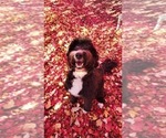 Small Photo #1 Bernedoodle (Miniature) Puppy For Sale in ELKHART, IA, USA