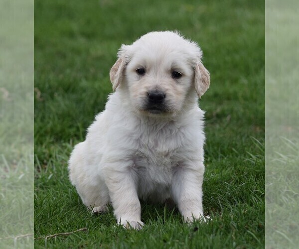 Medium Photo #5 Golden Retriever Puppy For Sale in SILEX, MO, USA
